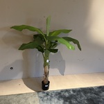 Kunstplant Colours&Green, Royal Banana Tree
